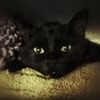 sonjiacat
